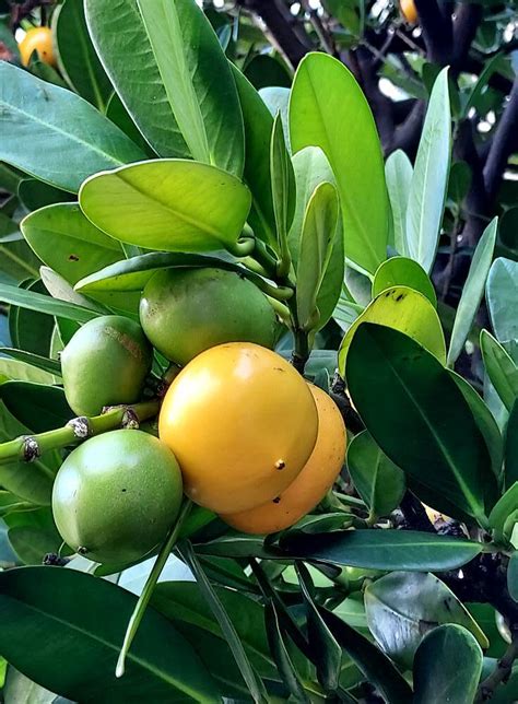 福木果實季節|福木(嘉義植物園)